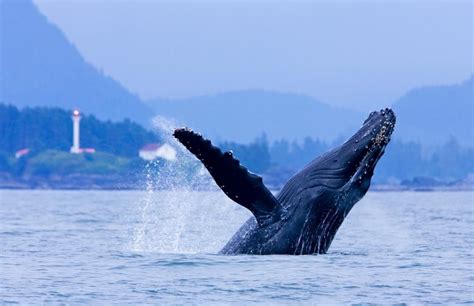 Pin By Charlei Mackie On The Natural World Whale Watching Tours