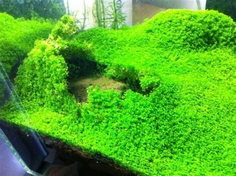 Berikut jenis tanaman aquascape pemula yang dapat digunakan untuk mengisi akuarium ikan cupangmu. 5 Jenis Tanaman Karpet Aquascape Terbaik - BibitBunga.com ...