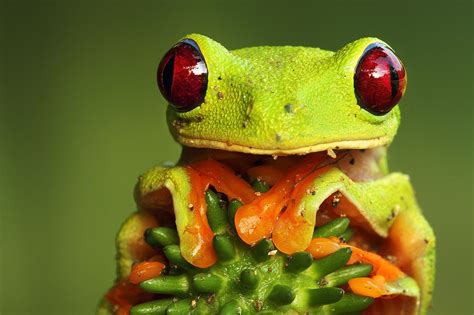 Those Eyes Macro Photography Frog Animals Beautiful