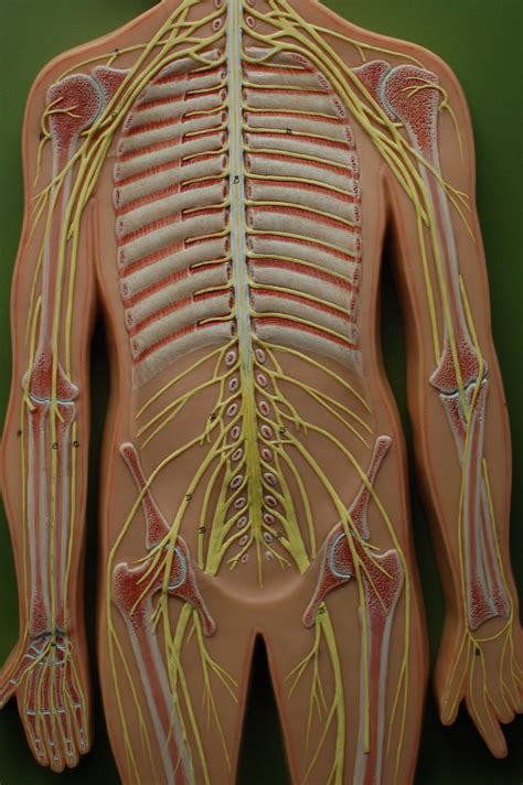 Human Anatomy Lab Peripheral Nervous System