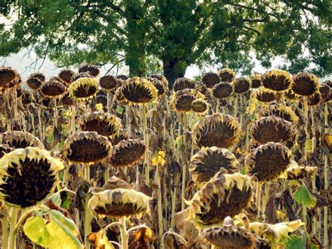 Agricultural Field Of Dry Ripe Sunflowers Ready For Harvest Stock Photo