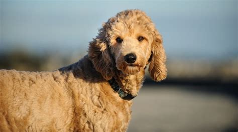 Cockapoos and goldendoodles can both vary in size. Goldendoodle vs. Cockapoo: Breed Differences and Similarities