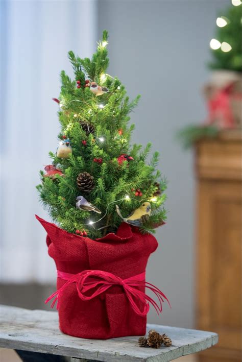 Tabletop Christmas Tree Living Spruce With Birds