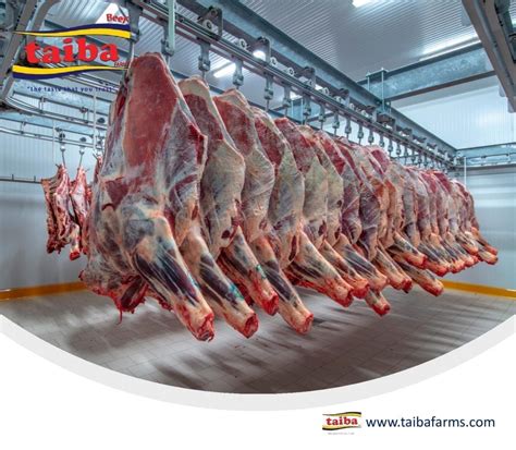 meat suppliers    meat suppliers archives taiba farms
