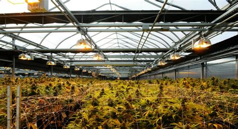 How To Build A Greenhouse For Cannabis Production Greenhouse Product News