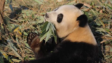 Chubby Giant Panda Shows How To Properly Eat Bamboo Leaves Youtube