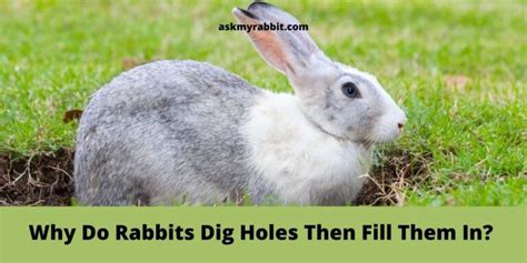 Why Do Rabbits Dig Hole Then Fill Them In