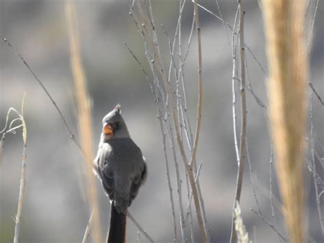 Seen This Bird In Big Bend Np In Feb 2020 Looks Like A Cardinal But