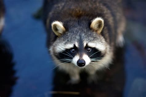 Close Up Of A Raccoons Face