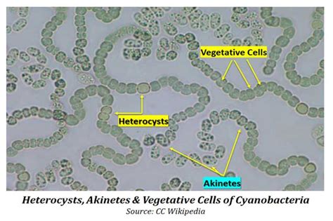 Heterocyst And Akinetes Of Cyanobacteria Easy Biology Class