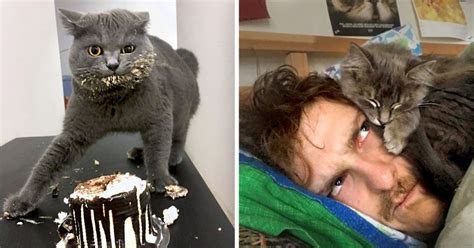 As they say, when it comes to love, age is just a number. 15 Reasons Why You Should Never Get a Cat