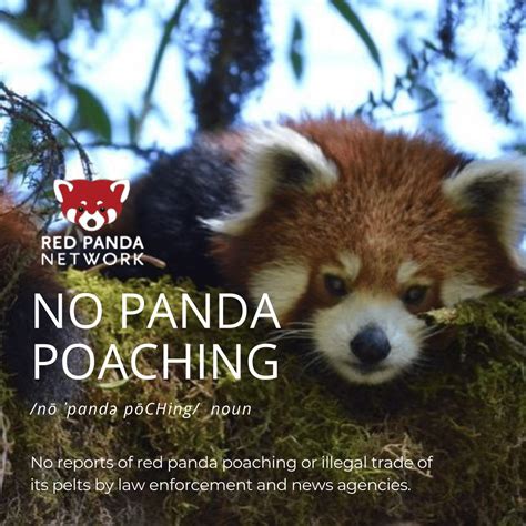 Our Goal Is Zero Panda Poaching Qanda With Frontliners Of Our Campaign