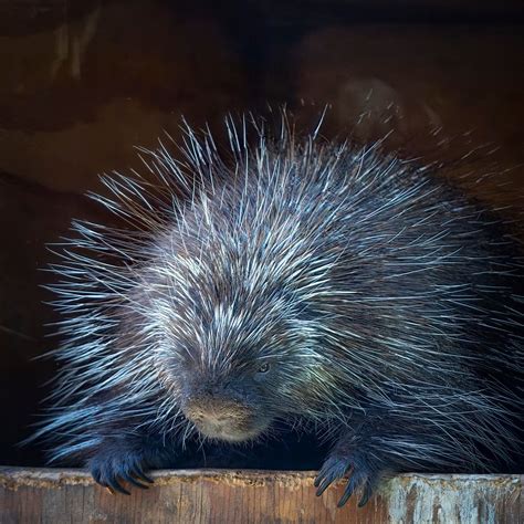10 Fascinating Facts About Porcupines You Didnt Know Porcupine