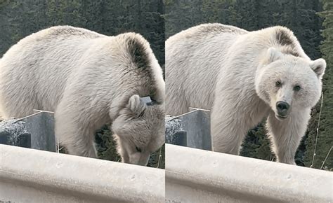Rare White Grizzly Bear Spotted Near Banff National Park Whiskey Riff