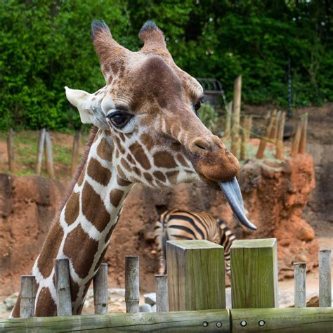 Picture I Took Yesterday Of A Giraffe At Zoo Atlanta Atlanta