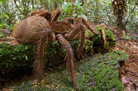 The Biggest And Largest Spiders In The World