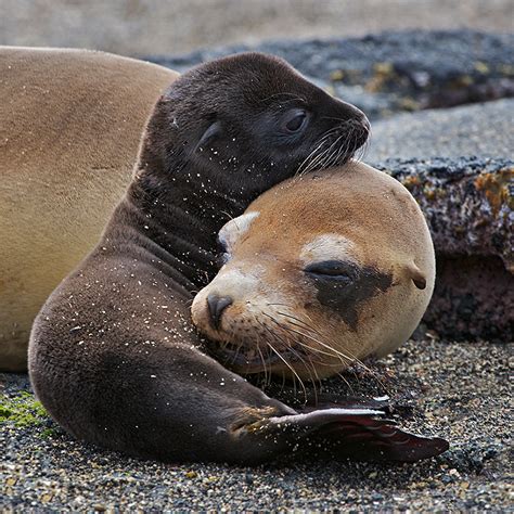 Toboganes, leones marinos, tiburones y, lo mejor, bañarse con delfines. Estas fotos de leones marinos son lo más tierno que verás ...