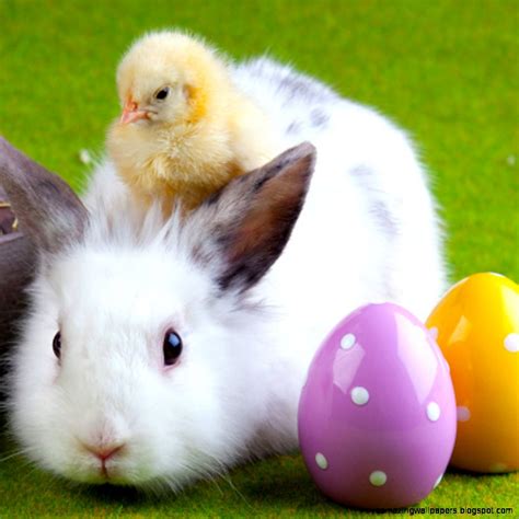 Free Download Cute Little Easter Bunny Pictures Cool Christian