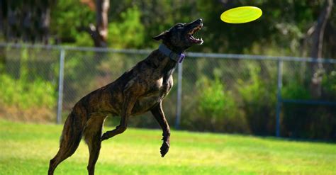 The 5 Best Dog Frisbees Reviewed Az Animals