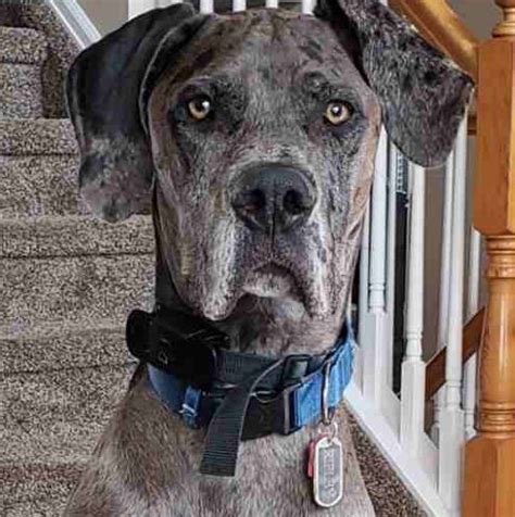 Ripley is neutered and fully vaccinated. Great Dane Puppies Colorado Springs / Great dane, colorado ...