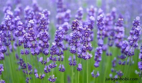 Cara Menanam Bunga Lavender Dan Tips Budidaya Lengkap