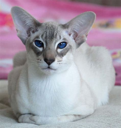 176 Best Siamese Oriental Short Hair Cats Images On