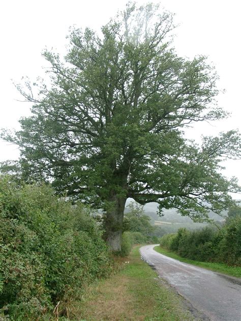 Chêne pédonculé de Saint-Léger-Vauban | Patrimoine du Morvan