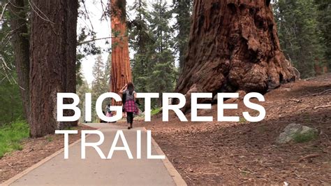 Big Trees Trail Hike Sequoia National Park Hd June 2016 Sequoia