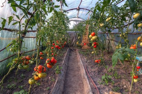 Tomaten im Gewächshaus pflanzen - Tipps für Anbau und Pflege