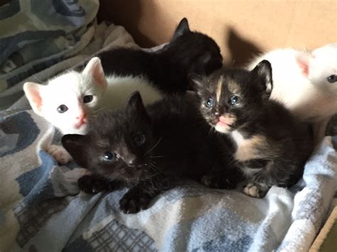 Get a ragdoll, bengal, siamese and more on kijiji, canada's #1 local classifieds. Ojos Azules Cat - PoC