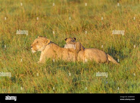 African Lion Panthera Leo Female With Cub Masai Mara National