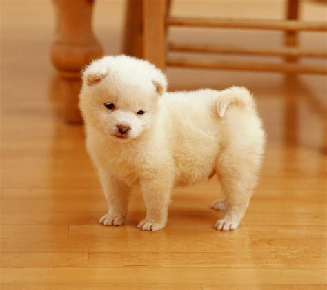 See super cute dogs on your desktop. 47+ Cute Free Wallpaper and Screensavers on WallpaperSafari