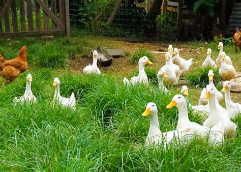I learned about their needs and requirements and how to keep them healthy. Raising Ducks Vs Chickens - The Happy Chicken Coop