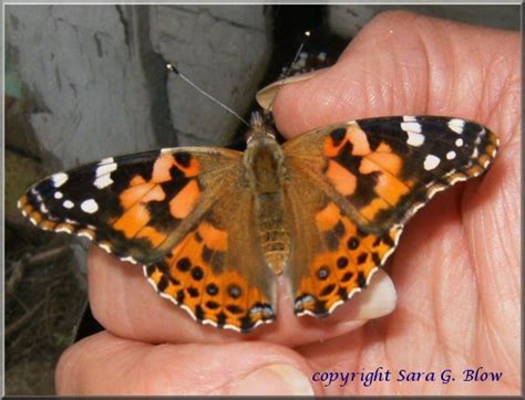 Painted Lady Vanessa cardui (Linnaeus, 1758) | Butterflies ...
