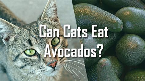 What is the best fish oil for cats? can cats have avocados | Pet Consider