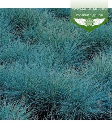 Festuca Glauca Intense Blue Вівсяниця сиза Інтенс Блу