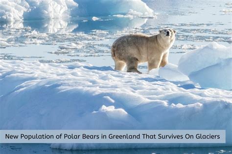New Population Of Polar Bears In Greenland That Survives On Glaciers