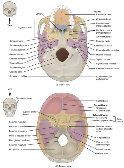 Foramina inside the body of humans and other animals. The Skull | Anatomy and Physiology