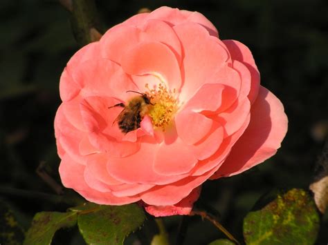 Pink Rose With Bee Flowers And Garden Pinterest