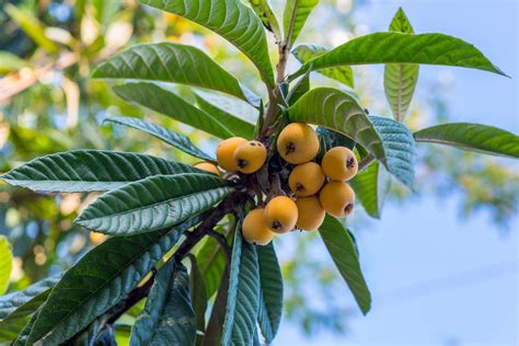 How To Grow Loquat Trees In New Zealand Plus Uses For Loquat Wood