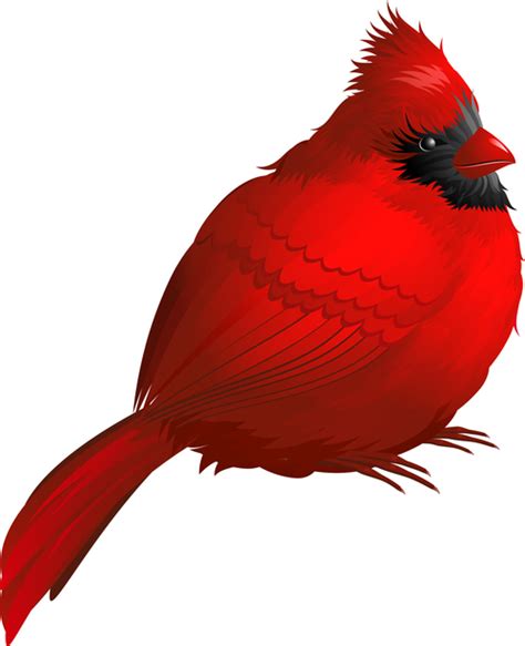 Red Bird Vector Free Download