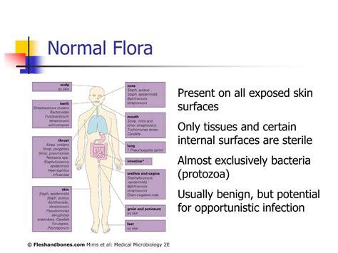 Ppt Normal Flora Powerpoint Presentation Free Download Id