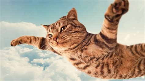 Crazy Cat Wallpapers Top Free Crazy Cat Backgrounds Wallpaperaccess