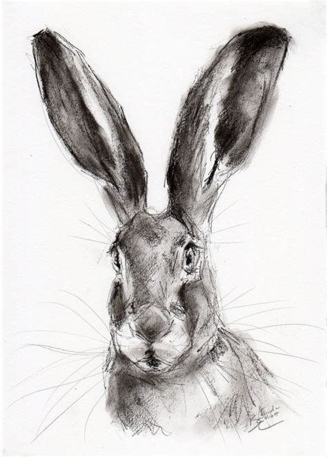 Original A4 Wildlife Charcoal Sketch Of A Hare Animal Drawing By