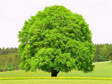 Beech Tree Planting Types Of Beech Trees For The Landscape
