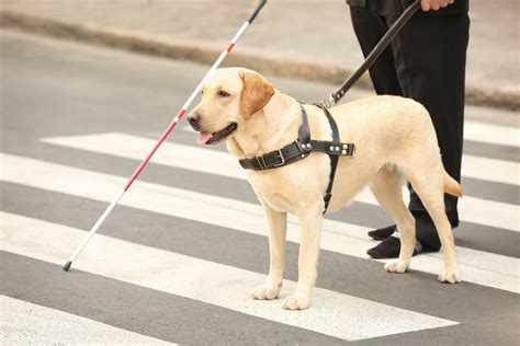 How To Get A Service Dog A Definitive Guide Certapet