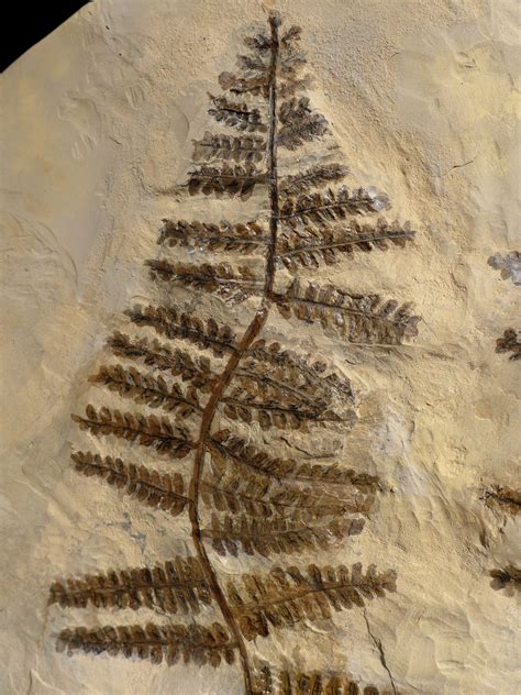 Largest Plant Fern Fossil Pecopteris Interior Design Fossils