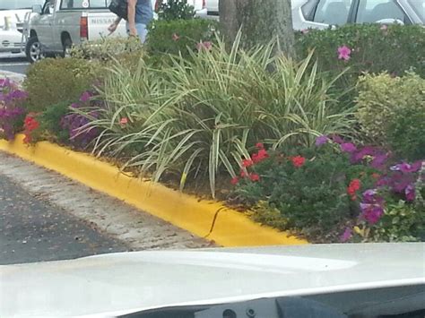 Various Central Florida Flower Beds At Best Buy In Ocala Whoever