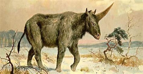 Newly Discovered Fossil Skull Suggests Ancient Unicorns Roamed The