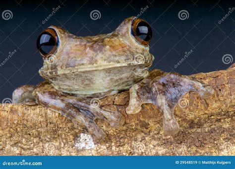 Giant Brazilian Tree Frog Hypsiboas Boans Royalty Free Stock Images